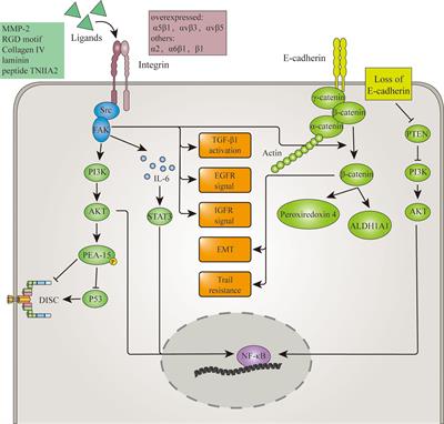 Anoikis resistance in diffuse glioma: The potential therapeutic targets in the future